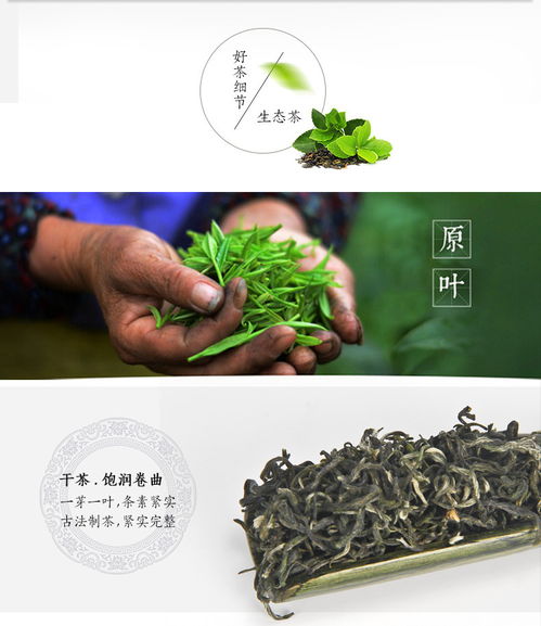 品味金井绿茶精品 500g装100g小包5袋装，尽享茶香雅韵